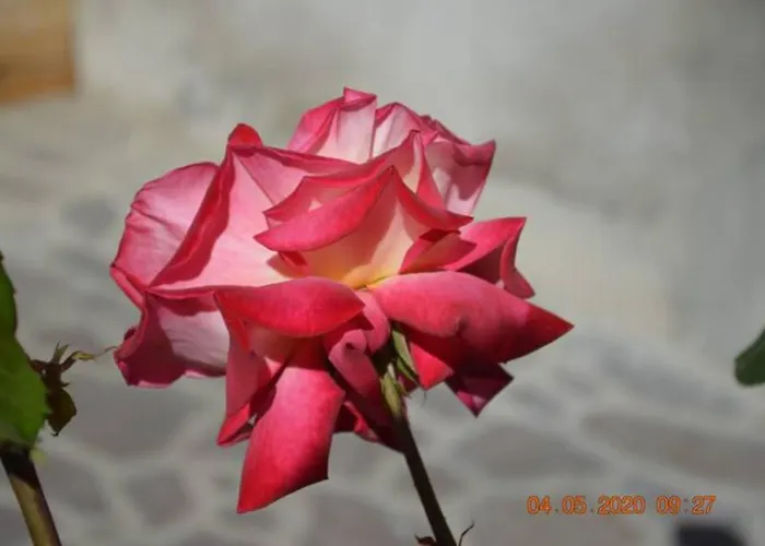 Bed & Breakfast Dacia 4*