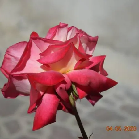 לינה וארוחת בוקר Dacia 4*