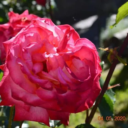 Bed & Breakfast Dacia