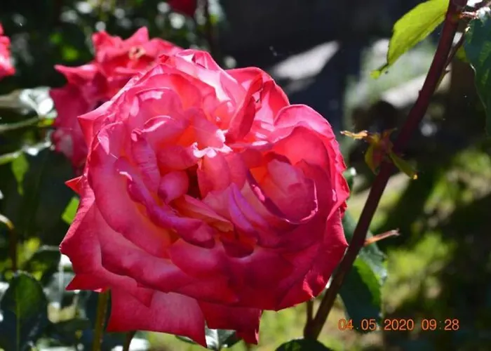 Bed & Breakfast Dacia